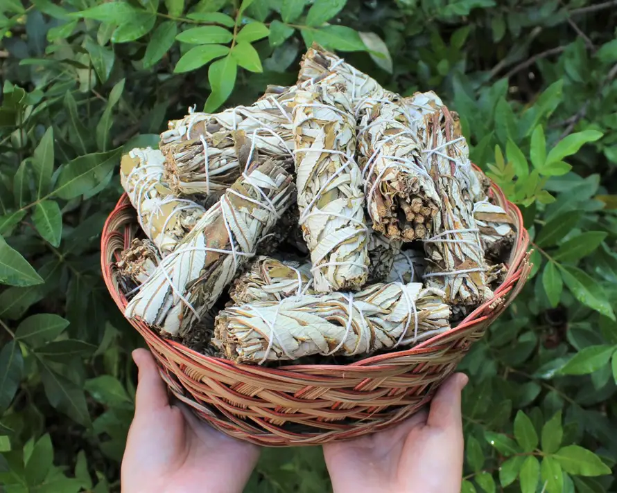 Black Sage (Mugwort)