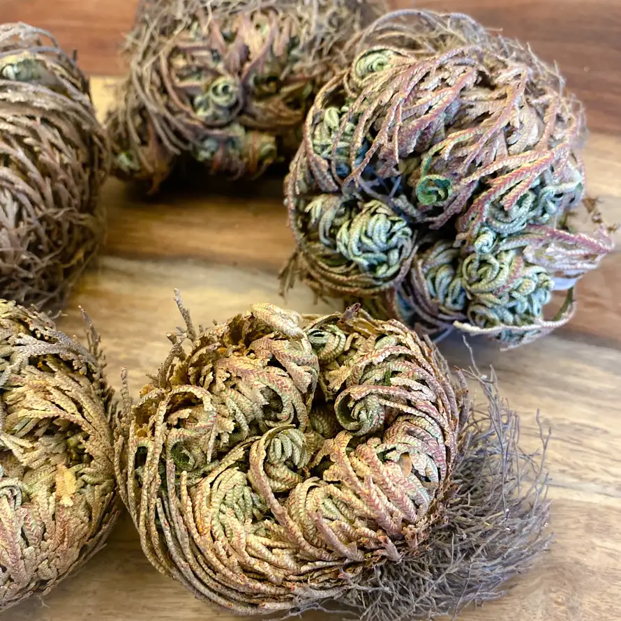 Rose of Jericho
